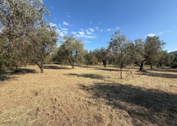 796bc89e-c4a8-440e-8f49-511a2a4d4ae8.jpg - Terreno agricolo Castelnuovo Magra - foto 1