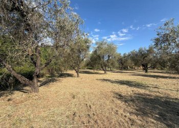 a7db8599-f1a3-4cdc-ac2f-8b3d5642b465.jpg - Terreno agricolo Castelnuovo Magra - foto 2
