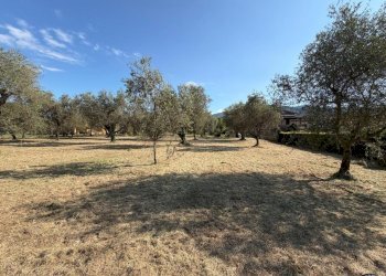 d64c02a3-5a2f-4ecd-96c5-b08333b1ea0b.jpg - Terreno agricolo Castelnuovo Magra - foto 3