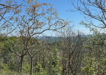 Foto 14 - Rustico C.da Coste (S.P.103), Montelparo - foto 11