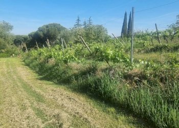 Giardino - Agricultural land Via Ribartoli, Empoli - photo 15