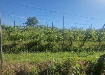Giardino - Agricultural land Via Ribartoli, Empoli - photo 17