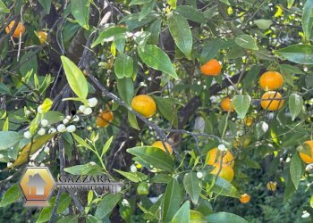 Foto 47 - Villa Contrada bosco di Sopra
 
snc, Canicattini Bagni - foto 47