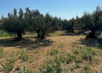 Foto 5 - Terreno agricolo contrada muracche, Tortoreto - foto 5