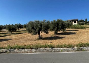 Foto 9 - Terreno agricolo contrada muracche, Tortoreto - foto 9