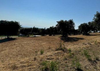 Foto 15 - Terreno agricolo contrada muracche, Tortoreto - foto 15
