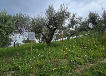 Terreno edificabile Via Lazio, San Giovanni Teatino - foto 3