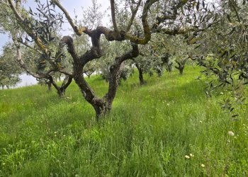 Terreno edificabile Via Lazio, San Giovanni Teatino - foto 4