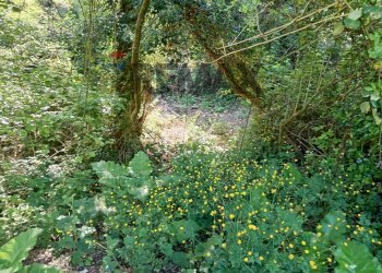 Giardino - Villa C.da Ritiro, Orsogna - foto 51