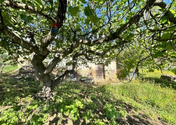 Giardino - Rustic C.da Rosciavizza, Mozzagrogna - photo 4