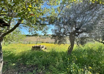 Giardino - Rustic C.da Rosciavizza, Mozzagrogna - photo 7