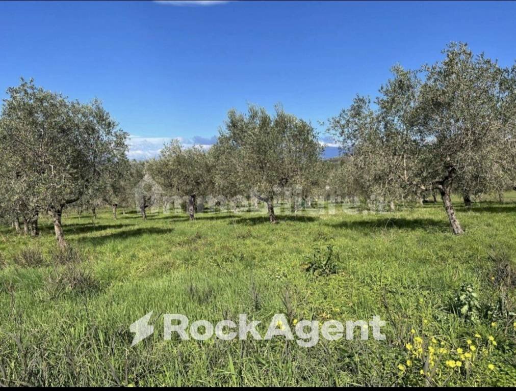 Terreno - Agricultural land contrada Santa Lucia, Altavilla Silentina - photo 1