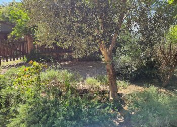 Foto 2 - Rustico via Salvamaggio
 
1, Colli al Metauro - foto 2