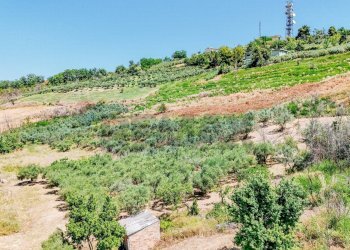 Giardino - Terreno agricolo Strada Monteodorisio
 
snc, Cupello - foto 3
