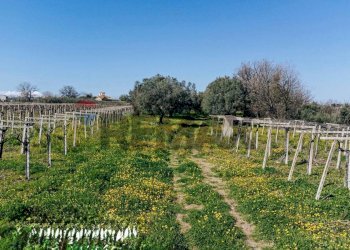 Giardino - Terreno agricolo Scerni - foto 4