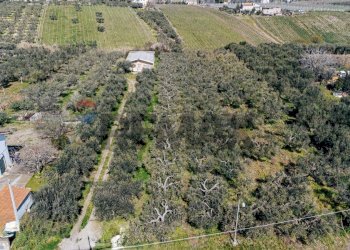 Posizione della mappa - Terreno agricolo Scerni - foto 12