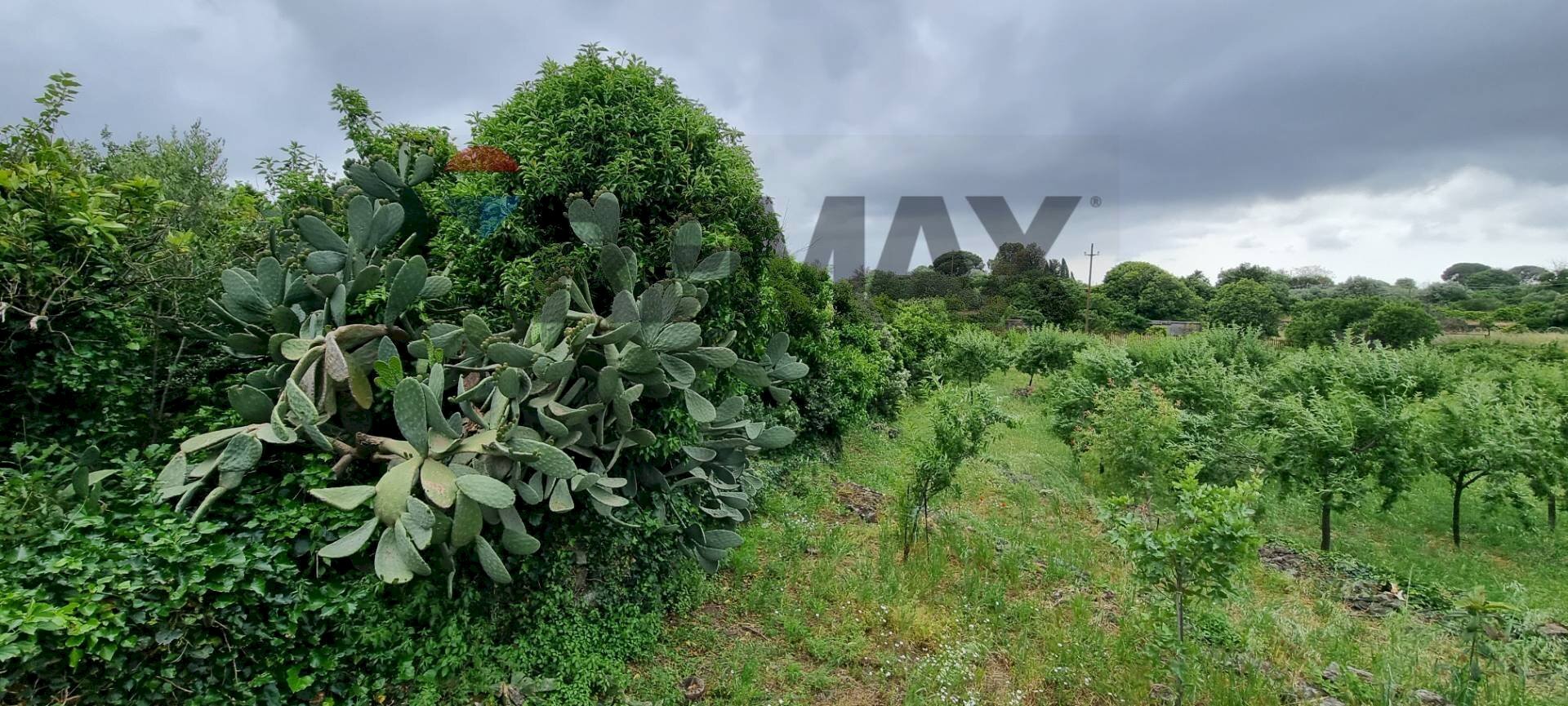 Giardino - Agricultural land Strada Santa Margherita
21, Misterbianco - photo 3