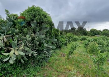 Giardino - Terreno agricolo Strada Santa Margherita
21, Misterbianco - foto 4