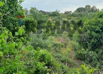 Giardino - Terreno agricolo Strada Santa Margherita
21, Misterbianco - foto 7