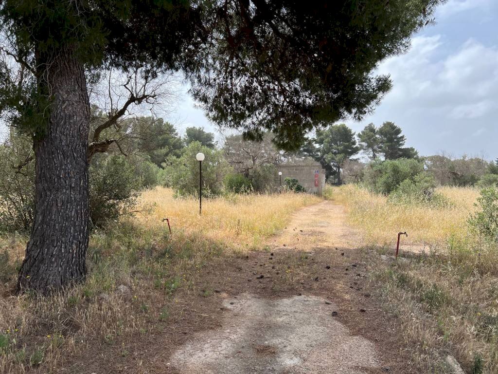 Terreno - Terreno agricolo strada Vicinale Pigno, Matino - foto 1