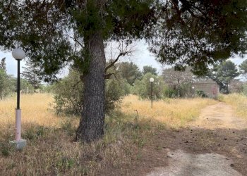 Terreno - Terreno agricolo strada Vicinale Pigno, Matino - foto 7