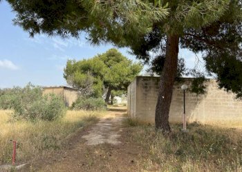 Terreno - Terreno agricolo strada Vicinale Pigno, Matino - foto 14