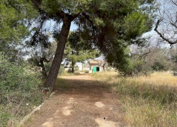 Terreno - Terreno agricolo strada Vicinale Pigno, Matino - foto 15