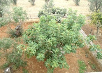Terreno - Villa SP223, Gallipoli - photo 15