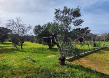 terreno - Villa SP292, Salve - photo 5