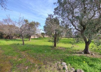 terreno - Villa SP292, Salve - photo 6