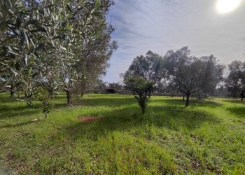 terreno - Villa SP292, Salve - photo 8