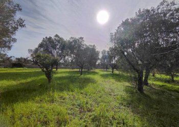 terreno - Villa SP292, Salve - photo 9