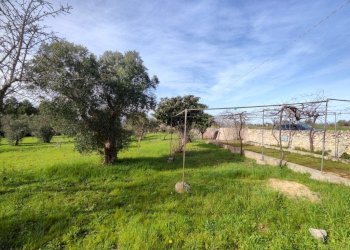 terreno - Villa SP292, Salve - photo 10