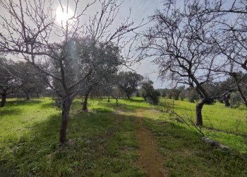 terreno - Villa SP292, Salve - photo 11