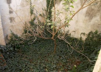 Giardino - Independent house via Gaetano Vinci, Parabita - photo 10