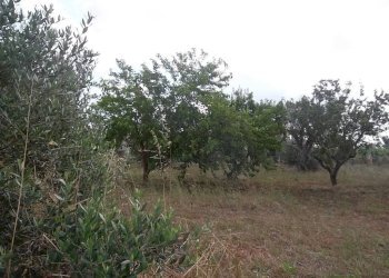 Agricultural land 73017 Sannicola LE, Italia, Sannicola - photo 10