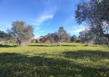 Terreno - Rustic contrada Bascetta, Galatone - photo 5