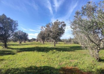 Terreno - Rustic contrada Bascetta, Galatone - photo 15