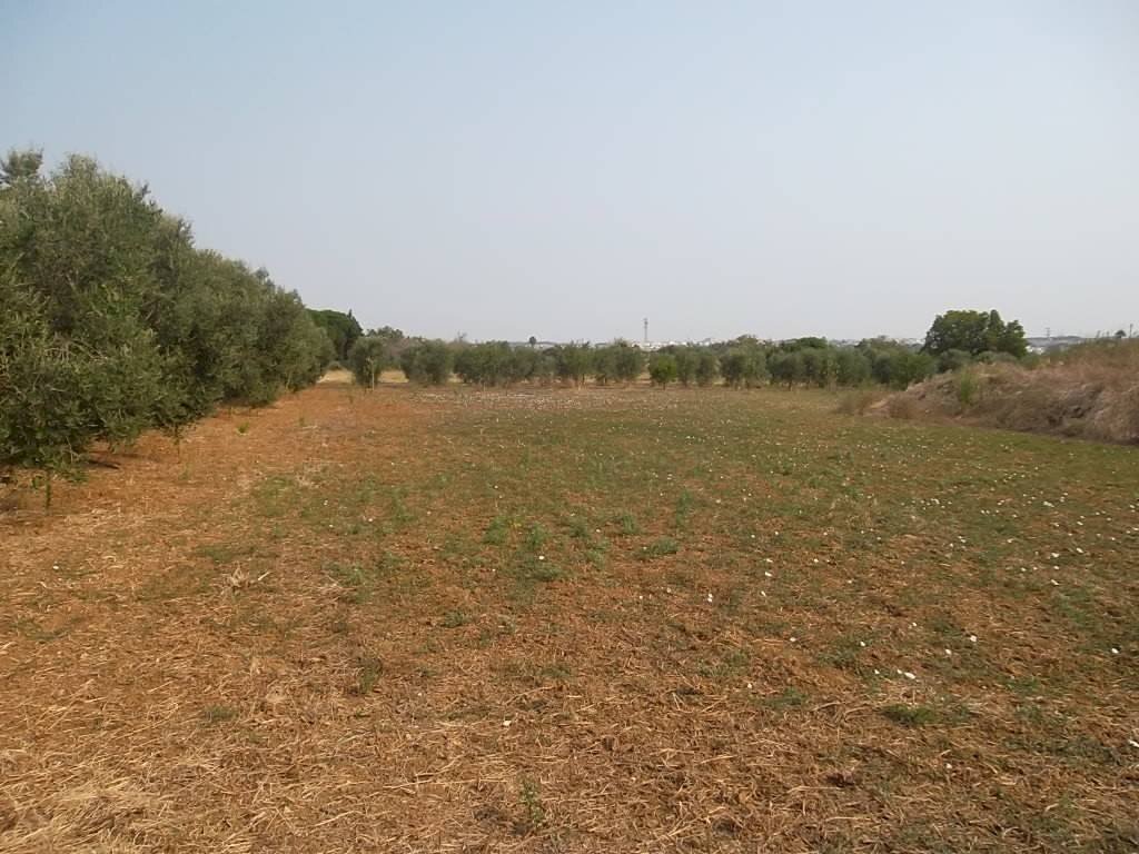 Terreno agricolo SP263, Casarano - foto 1