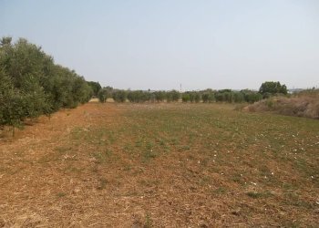 Terreno agricolo SP263, Casarano - foto 1