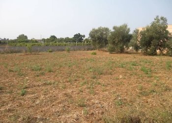 Terreno agricolo SP263, Casarano - foto 5