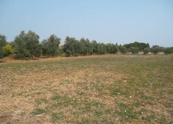 Terreno agricolo SP263, Casarano - foto 7