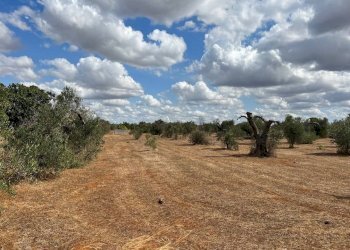 Terreno - Terreno agricolo Località Monnittola, Gallipoli - foto 1