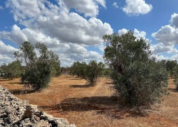 Viste - Terreno agricolo Località Monnittola, Gallipoli - foto 2