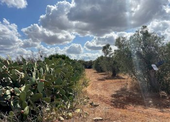 Terreno - Terreno agricolo Località Monnittola, Gallipoli - foto 3
