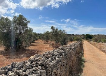 Viste - Terreno agricolo Località Monnittola, Gallipoli - foto 4