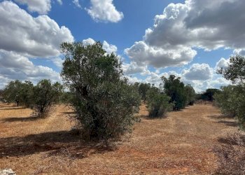 Terreno - Terreno agricolo Località Monnittola, Gallipoli - foto 6