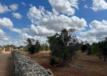 Viste - Terreno agricolo Località Monnittola, Gallipoli - foto 8
