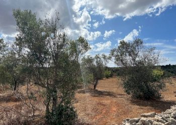 Terreno - Terreno agricolo Località Monnittola, Gallipoli - foto 9