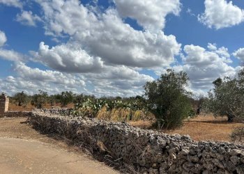 Viste - Terreno agricolo Località Monnittola, Gallipoli - foto 10